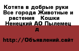 Котята в добрые руки - Все города Животные и растения » Кошки   . Ненецкий АО,Пылемец д.